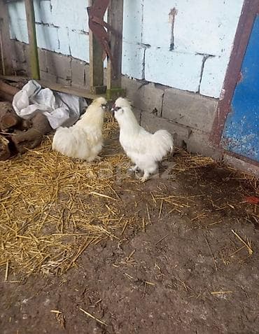 mal qara satisi: Çox gözəl heyvandır pompon xoruzu həyətin bəzəyi yaya qışa dözümlü — 2