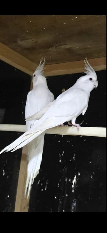 Чай, кофе, напитки: Albinos. 10 ayliq cut el quwlaridi cutlewirler Qiymete gore zeng — 2