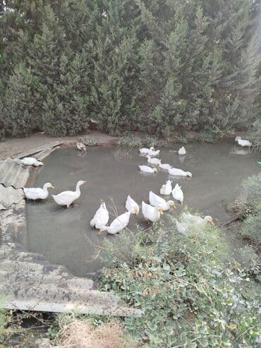 kənd colpası satışı: Ağ ördəklər kuban
4 aylıqdı yeyiləsidir.
25 ədəd var.satılır təcili — 4