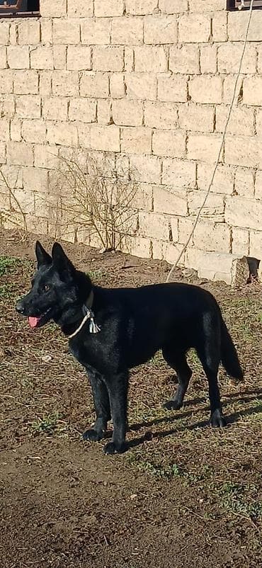 alman ovçarka: Alman çoban iti, 11 ay, Erkek, Peyvəndli — 7