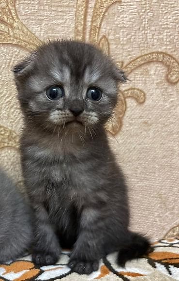 шотландская вислоухая кошка цена: Американская короткошерстная, Самец, Самка — 1