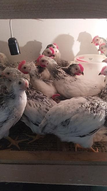 toyuq qaz: Serebrist colpalar, diri çeki 700 800 qram — 1