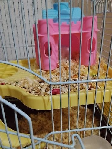 купить хомяка в баку: Salam Hamster satilir Qefes, 1 aylig apilkasi yemeyiynen bbir yerde 5 — 1