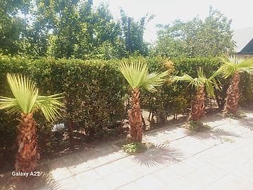 Qiymət: 1 metrəsi 100 manata 3 ədəd 1metrəlikdir. 1 ədəd 1.20 lalafo.az -da Qiymət: 1 metrəsi 100 manata 3 ədəd 1metrəlikdir. 1 ədəd 1.20