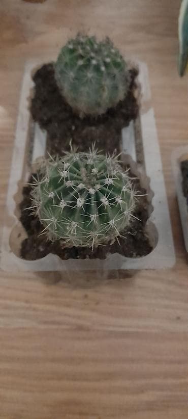 купить кактус: İki ədəd kiçik dekorativ kaktus dəsti. - Bitki növü: qablı mini — 1