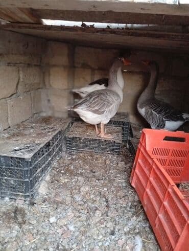 электрическая машинка для стрижки овец: Dişi, Damazlıq, Ünvandan götürmə — 3