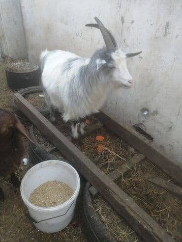 Keçilər, çəpişlər: Şəkildəki çəpişlər satılır. Hər üçü də xarici sortdur və birinci — 4