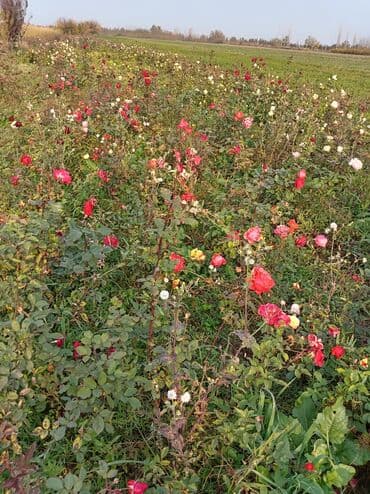 Букетные цветы: Gül kolları – müxtəlif rəng və sortlar - Qırmızı, sarı-çəhrayı uclu — 3