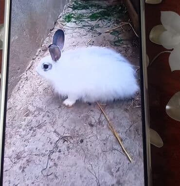 şirin dovşan şəkilləri: Salam.erkek dovsan 7ayliqdir — 1