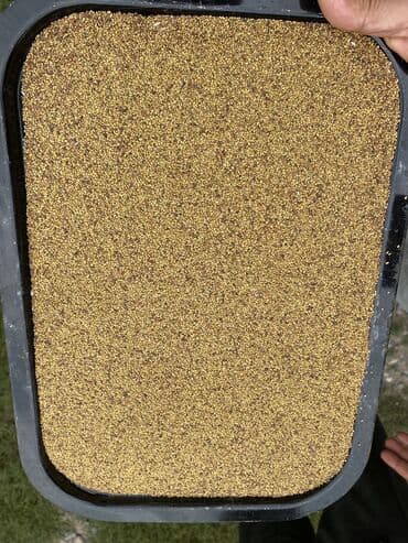 купить обои в баку онлайн: 7illik yonca toxumudu. Vimdə təmizlənib Əla və məhsuldar toxum — 3