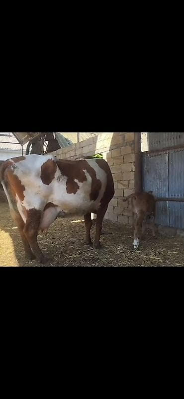 mini toy pudel: Simental tipli ağ-qəhvəyi rəngli inək – buzovu ilə birlikdə. - — 6