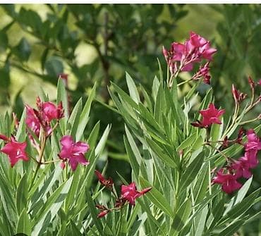 Adı: Zaqqum (Nerium oleander) – dekorativ həmişəyaşıl kol Təsvir: -