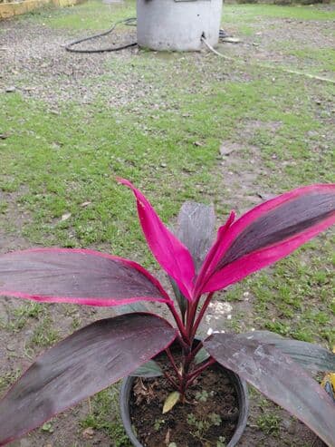 monstera bitkisi: Şeflera 15 azn. Monster 15 — 1