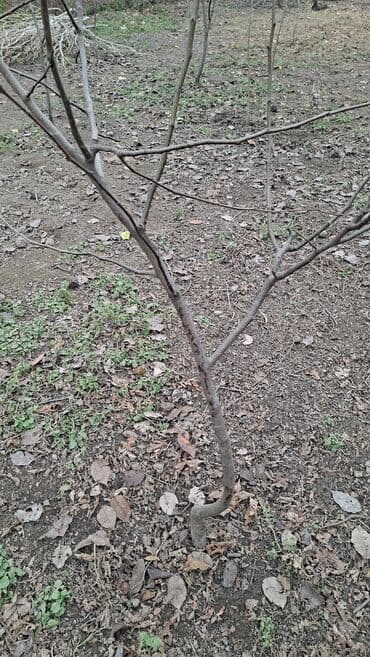 qaymaq decor up: Salam krasavitsa armud tingləri var 1manat 50 qəpiydən. Təxminən — 4