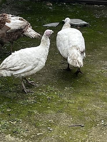 cins pisikler: Ağ rəngli hinduşkalar - Cins: ev şəraitində bəslənən ağ hinduşka — 2