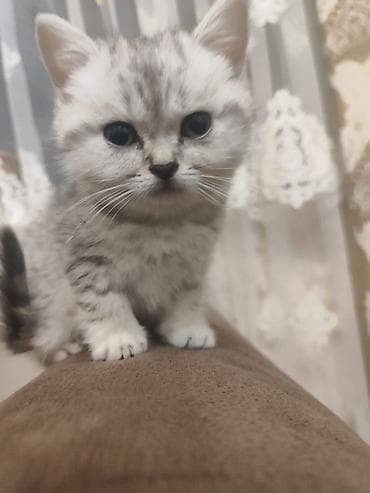 Britan lalafo.az -da Britan