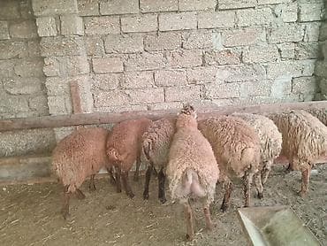 inek alqi satqisi: Quzu.Super kök erkək quzular.200 baş.Öz həyətimin — 6