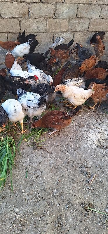 kənd çolpaları: Kend çolpaları .Qiymet 6 manat 50 qepik — 3