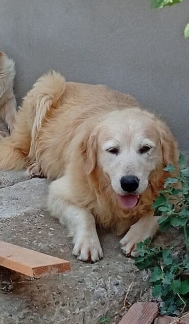 ingilis setteri it cinsinin adı: Retriever — 1