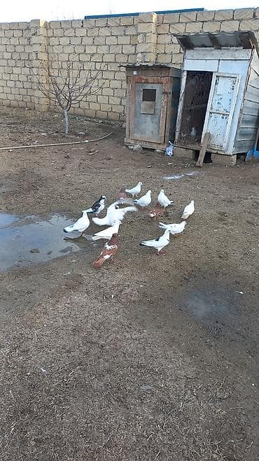 qu quşu satışı: Tergizme quwlardi 13 debe quwdu ust usde 5 manatdan — 3