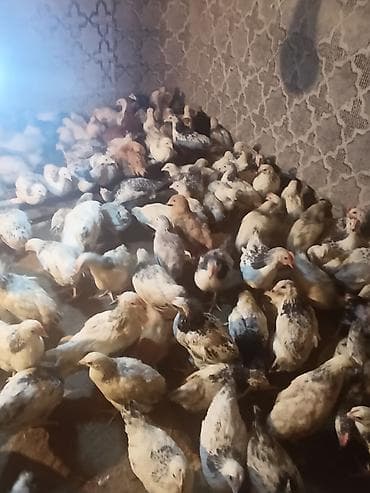 toyuq: Toyuq cücələri, Ətlik — 5