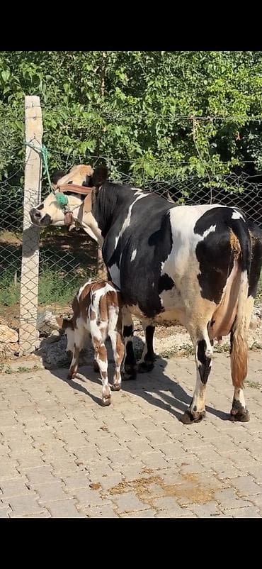 super alabay kl type 1: Südlük inək – buzovu ilə birlikdə - Cins: xallı (qara-ağ rəngli — 2