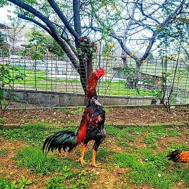 - Cins: Uzunboyun, sərt gövdəli damazlıq xoruz (ehtimalən Asil/Şamo