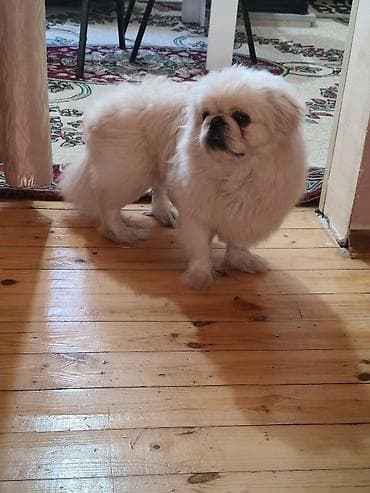 etibarli ellere it: Pekines — 3