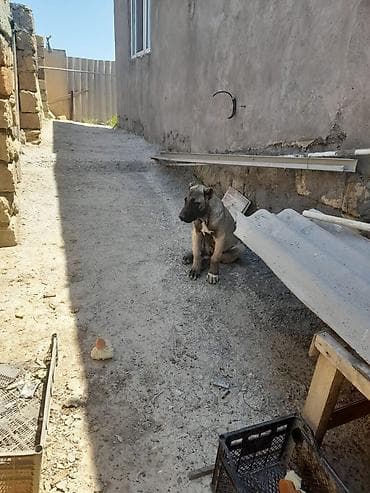Kanqal, 3 ay, Dişi