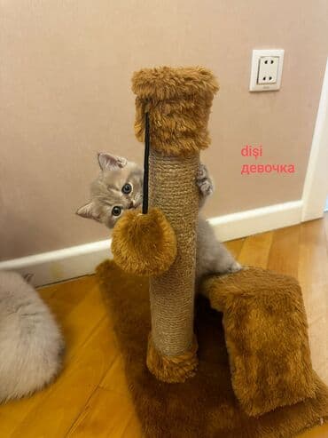 породистые котята даром: Шотладская вислоухая, Самец, Самка, Самовывоз — 4