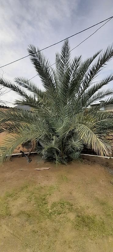 Xurma palmı (Phoenix dactylifera) – məhsuldar ağac Real alici Elaqe