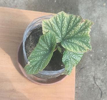 ciledagi bitkisi: Məhsul: Begoniya maculata (Polka-dot Begoniya) – qapalı bitki Təsvir — 1