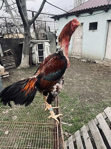 Heyratı xoruz satılır 1 il 3 aylıq. Cins: Uzunboyun, sərt bədən