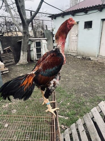 pomeranian satılır: Heyratı xoruz satılır 1 yaş 4 aylıqdı Produkt: Uzunboyun kənd — 3