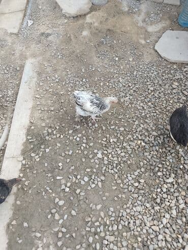 sumatra toyuqlari: Toyuq, Australorp, Damazlıq — 6