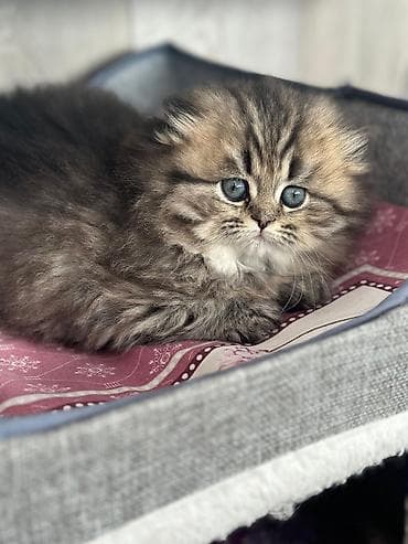 bala keçi: Şotland uzun tüklü — 4