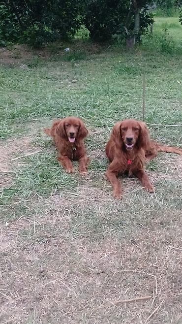 itlerin qidalanmasi: İrland Setter balaları – 2ayliq - Cins: İrland Setter (qırmızı — 2