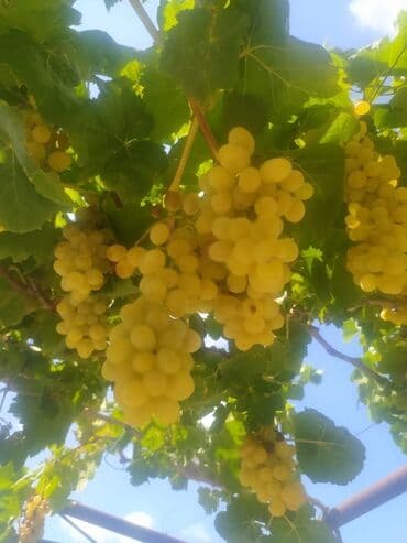 qara encir: Gəl, bax, seç, apar. Məkan Bilgəh. Köklü Torpaqlı dibçəkdə: Ağ şanı - — 7