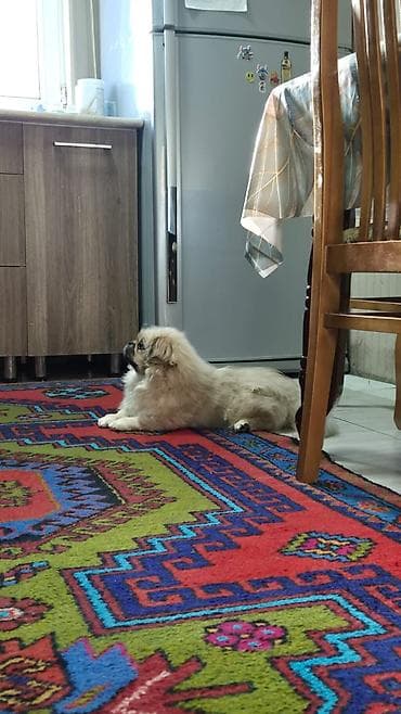 xaski balasi satilir: Pekines, 5 ay, Erkek — 3