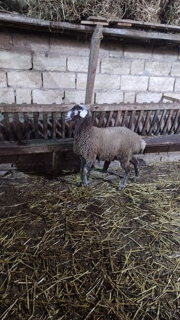 Аквариумы: Sağlam cavan heyvanlardi kom satılır Kurdexanidadi. Ümumi 12 Heyvandi — 9