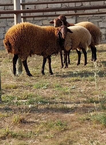 qoyunların qiyməti: Qoyunların üçüdə erkəydi ikisi 35 kilodan çox çəki verir biri isə 40 — 2