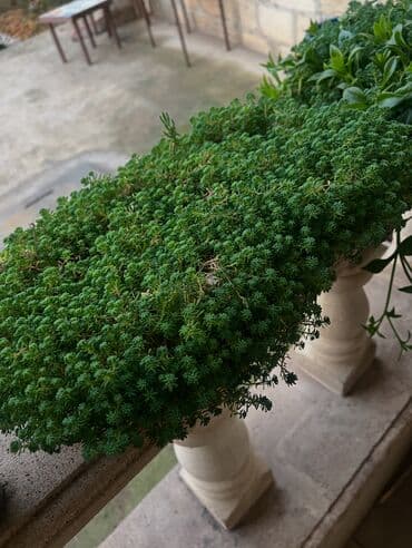 aloe vera satışı: Her nov guler var endirimnen verecem Gencedi istiyen yazsin satiş — 53