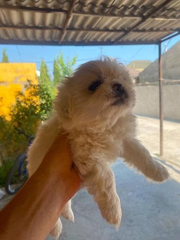 İtlər: Pekines, 2 ay, Dişi, Ünvandan götürmə — 2