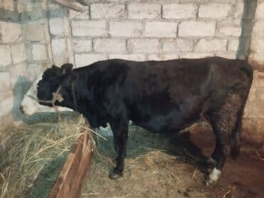 Зоотовары: Самка, Simental, лет: 6, Самовывоз — 4