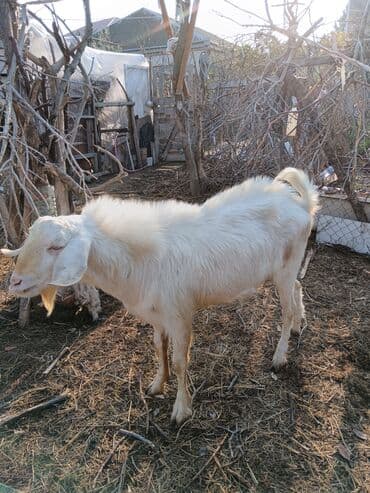 Inəklər, öküzlər: Sanen tekesi damazdg rusiyadan gelme yaş 1 yarm — 2