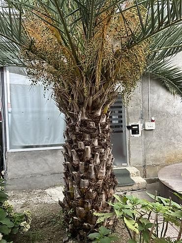 Razilasma Yolu Ile 2.60 cm Xurma (xurma xurması) palmı – iri