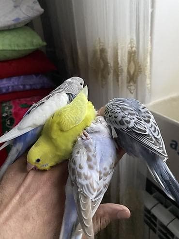 Salam hamıya gördüyünüz bala quşlar satılır əsil ələ öyrediləsi lalafo.az -da Salam hamıya gördüyünüz bala quşlar satılır əsil ələ öyrediləsi