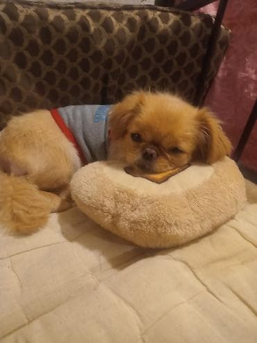 Pekines, 6 ay, Dişi