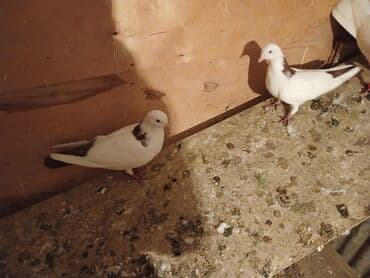 heyvanlara verilen xususi adlar: Desde qrmzi qurq Təsvir: - Rəng: ağımtıl bədən, boyun və qanadlarda — 2