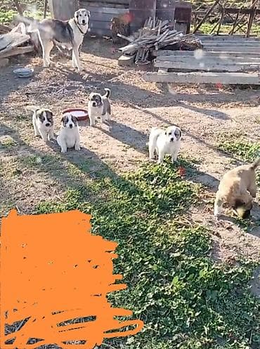 pitbul balasi qiymeti: Kanqal, 1 ay, Erkek — 9